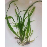 Папороть Таїландська Вузьколиста (Microsorum Pteropus Narrow Leaf)